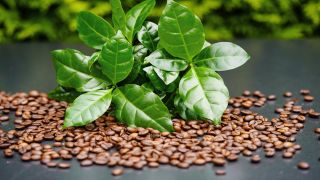 rbb Gartenzeit - geroestete Kaffeebohnen und Kaffeestrauchzweige