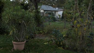 Gartenzeit Tipp: Oleander überwintern