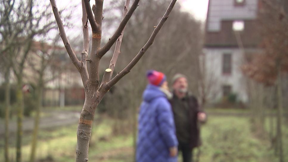 Ulrike Finck ist mit der rbb Gartenzeit zu Gast in der Späth’schen Baumschule in Berlin-Treptow - Obstbaumschnitt