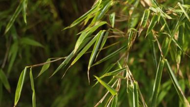 rbb Gartenzeit - Gartentipps von Horst für den Februar - Bambus schneiden