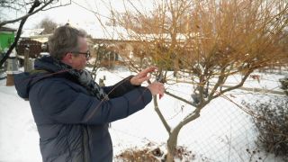 rbb Gartenzeit - Gartentipps von Horst für den Februar - Weide schneiden