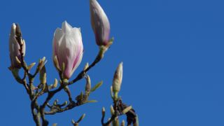 rbb Gartenzeit - Magnolie blühend