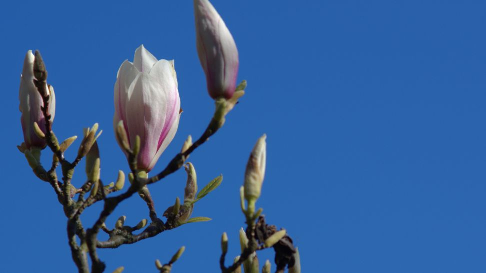 rbb Gartenzeit - Magnolie blühend