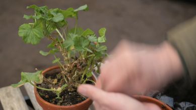 rbb Gartenzeit Tipps - Pelargonien ausputzen, Quelle: rbb