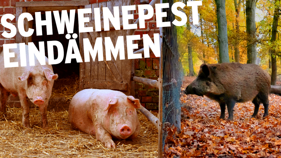 Collage aus: Haltung zweier Hausschweine im Außenstall und Wildschwein im Wald vor Zaun