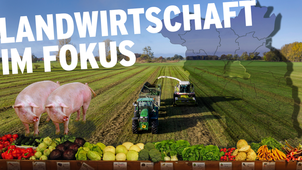 Collage, Feld, Gras häkelnTraktor, Schweine, Gemüse, Landkarte Brandenburgmüse (Quelle: rbb/imago images/ChristianThiel/Steinach/imago stock&people)