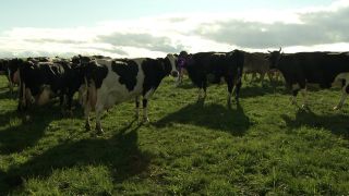 Milchkühe auf der Weide