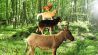 Die vier Tiere im Wald (Quelle: radiobremen/Romano Ruhnau)