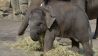 Elefantenbulle Edgar (Quelle: Thomas Ernst/Dokfilm)