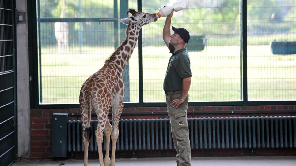 Giraffenkind wird gefüttert, Foto: Thomas Ernst