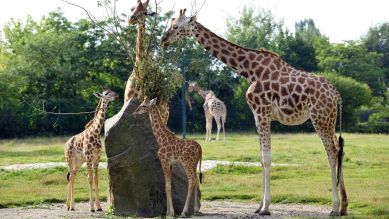 Die Giraffenkinder Jule und Dorle, Foto: Thomas Ernst