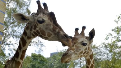 Giraffenmutter Kibaya mit Jungtier Mugambi (Quelle: Thomas Ernst)
