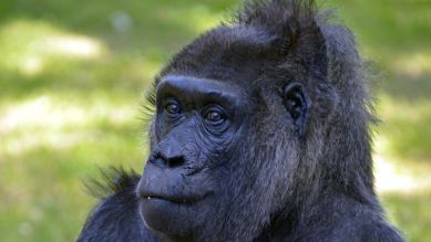 Gorilla Fatou (Quelle: Thomas Ernst)