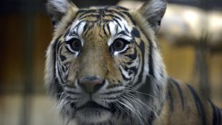 Sumatra-Tiger (Quelle: Thomas Ernst)