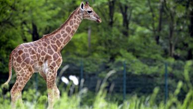 Uganda Giraffenkind (Quelle: Thomas Ernst)