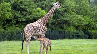 Uganda-Giraffenkuh Inge mit Kind (Quelle: Thomas Ernst)
