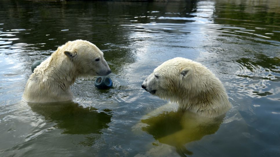 Eisbären-Damen mit Wasserball und Boje (Quelle: Thomas Ernst)