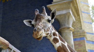 Giraffen-Dame Kibaya (Quelle: Thomas Ernst)