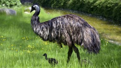 Emu und Küken (Quelle: Thomas Ernst)