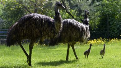 Emu und Küken (Quelle: Thomas Ernst)
