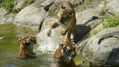 Hinterindische Tigerdamen (Quelle: Thomas Ernst)