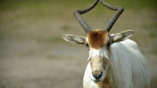 Addax-Antilope (Quelle: Thomas Ernst)
