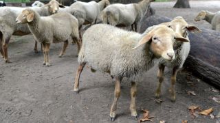 Schafe im Streichelzoo (Quelle: Thomas Ernst)