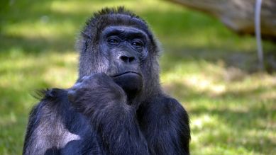 Gorilla-Dame Fatou (Quelle: Thomas Ernst)