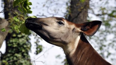 Okapi-Dame Batouri (Quelle: Thomas Ernst)