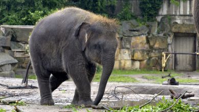 Elefanten-Junge Bogor (Quelle: Thomas Ernst)