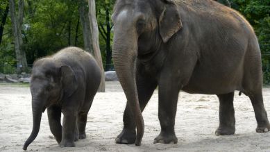 Elefanten-Mädchen Anchali mit Mutter Pang Pha (Quelle: Thomas Ernst)