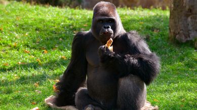 Gorilla (Quelle: rbb/ Thomas Ernst)