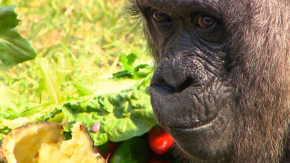 Bei den Menschenaffen im Zoo Berlin gibt es heute Grund zum Feiern. Gorilladame Fatou wird 59 Jahre alt. Â© rbb/Dokfilm