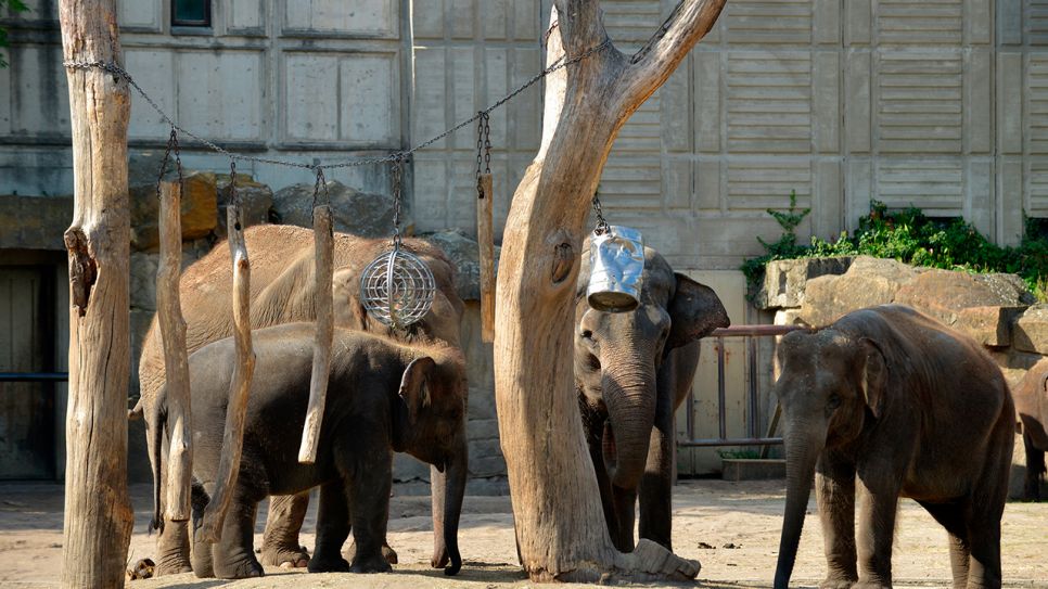 Bei den asiatischen Elefanten steht ein Umzug an. Â© rbb/Dokfilm