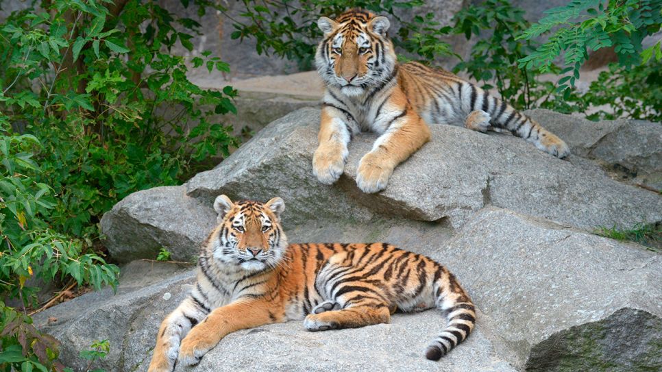 Tigerkinder Alisha und Dragan (Quelle: rbb/ Thomas Ernst)