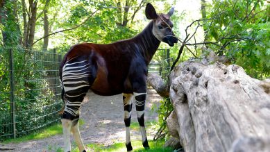 Im Zoo Berlin soll Okapi Bashira auf die Waage (Quelle: rbb/ Thomas Ernst)