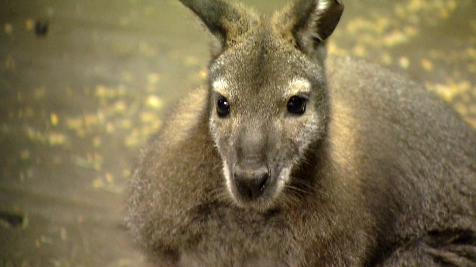 Bennett-Känguru (Quelle: rbb)