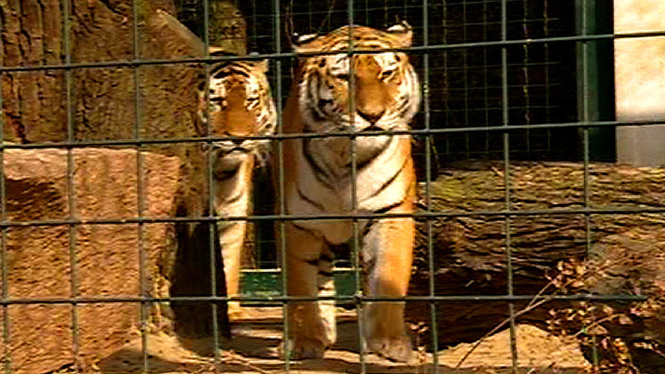 Tigereltern Sindaya und Sandor; Quelle: RBB