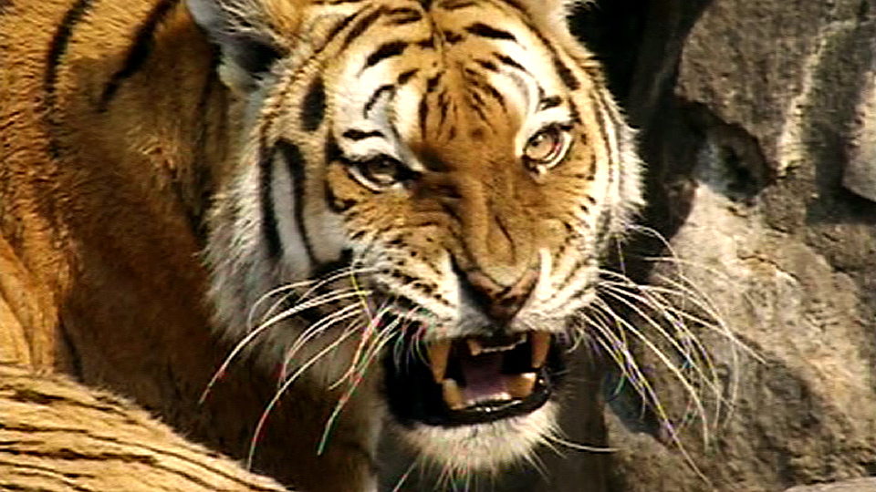 Sibirische Tiger aus Berlin, Quelle: dpa