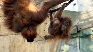Orang-Utan Weibchen aus dem Zoo Berlin, Quelle: dpa