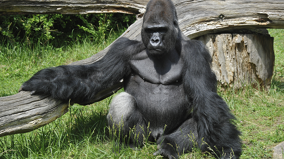 Gorilla im Zoo, Quelle: rbb/ Thomas Ernst