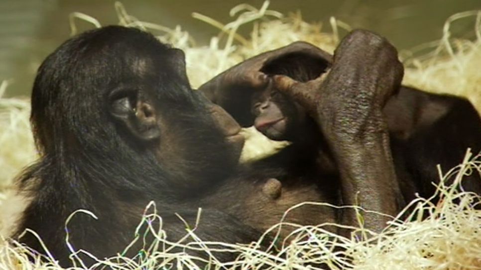 Ein Bonobobaby mit seiner Mama, Quelle: rbb