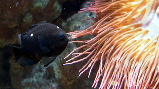 Ein Preussenfisch im Aquarium, Quelle: rbb