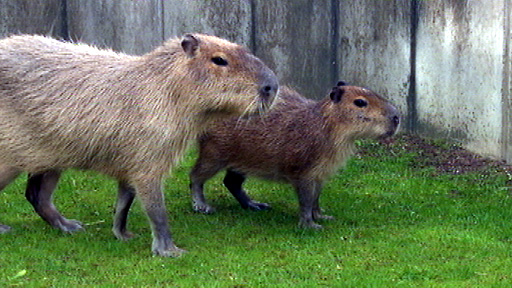 Die Wasserschweine Felipe und Luzia, Quelle: rbb