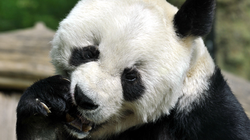 Pandabär Bao Bao, Quelle: T. Ernst, rbb