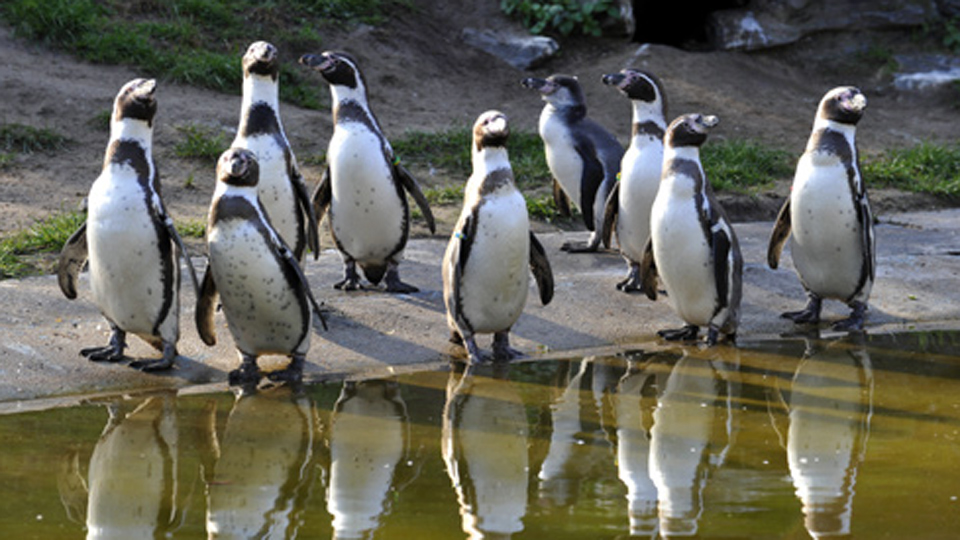 Pinguine (Quelle: T. Ernst)