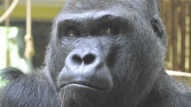 Gorilla Ivo, Foto: Thomas Ernst