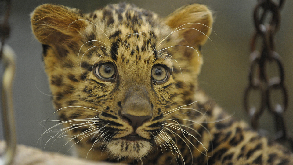 Chinaleopardin Nehama, Quelle: rbb/ Thomas Ernst