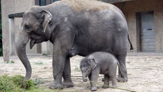 Kleiner Elefant Anchali mit Mama, Foto: Thomas Ernst