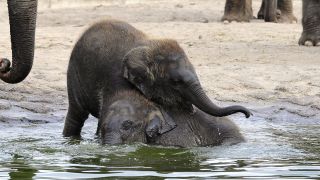 Elefanten-Kinder Pantha und Bogor, Foto: Thomas Ernst